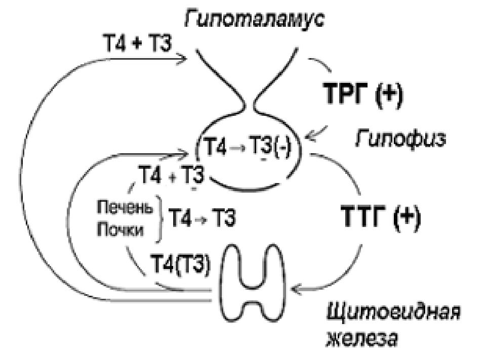 Схема синтеза тиреоидных гормонов. Тиреоидные гормоны Синтез схема. Синтез гормонов щитовидной железы схема. Цепь переноса электронов биохимия.