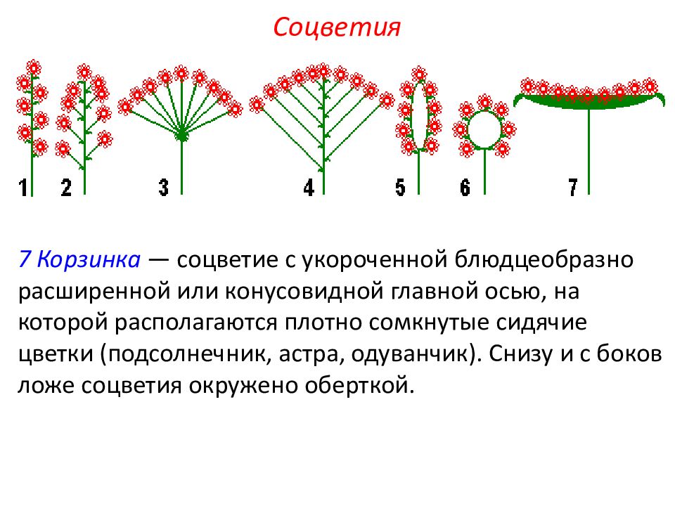 Строение цветка соцветия. Растения имеющие Тип соцветия корзинка. Соцветия с цветками на расширенной оси. Строение соцветия корзинка. Соцветье растения Астра.