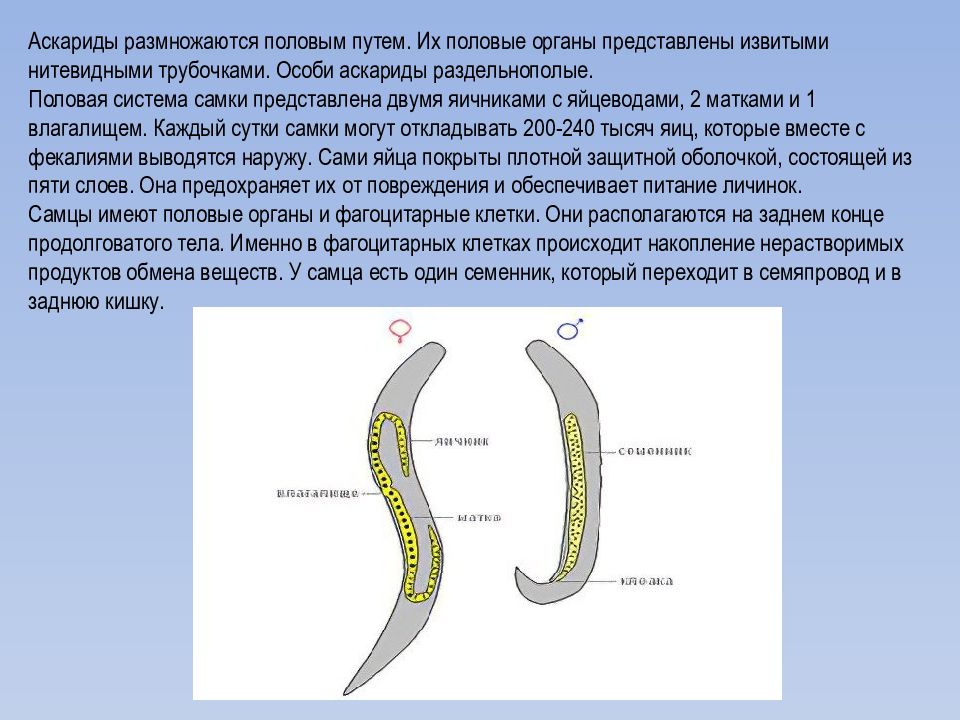 Строение аскариды человеческой