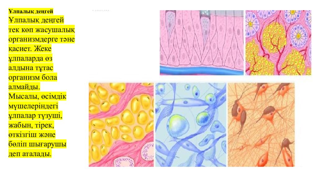 Сабақтың мақсаттары 5.4.2.2. Тірі ағзалардың құрылымдық деңгейлерін