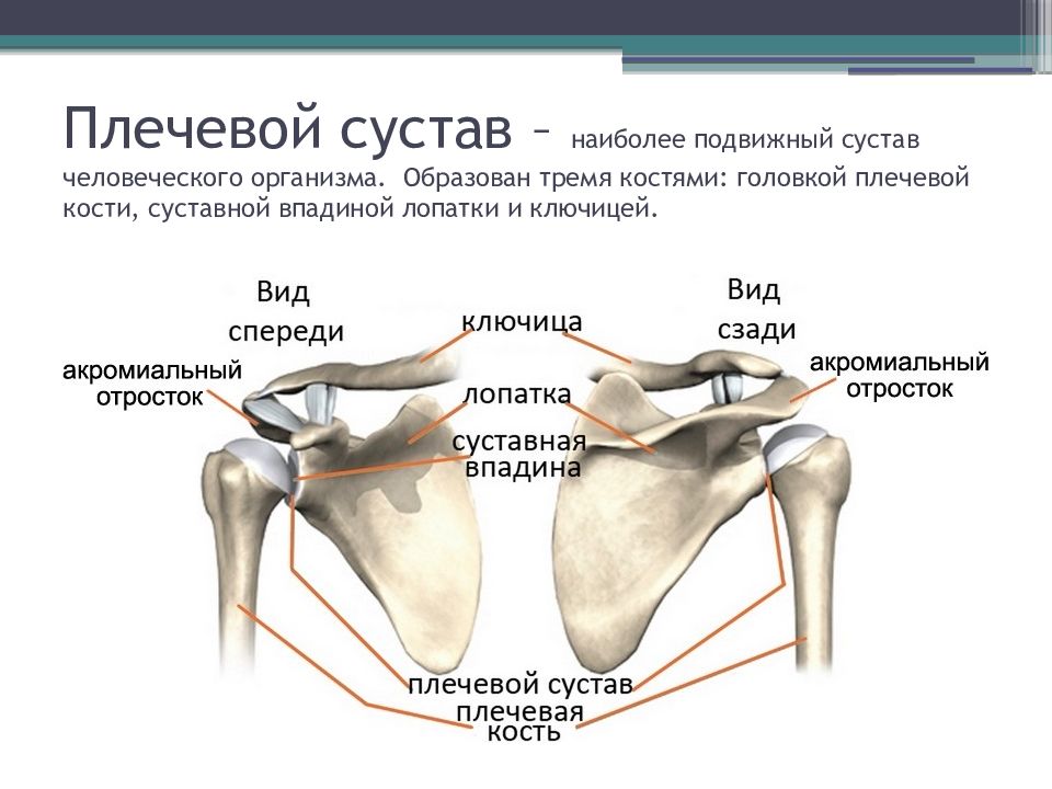 Под каким номером на рисунке обозначена ключица