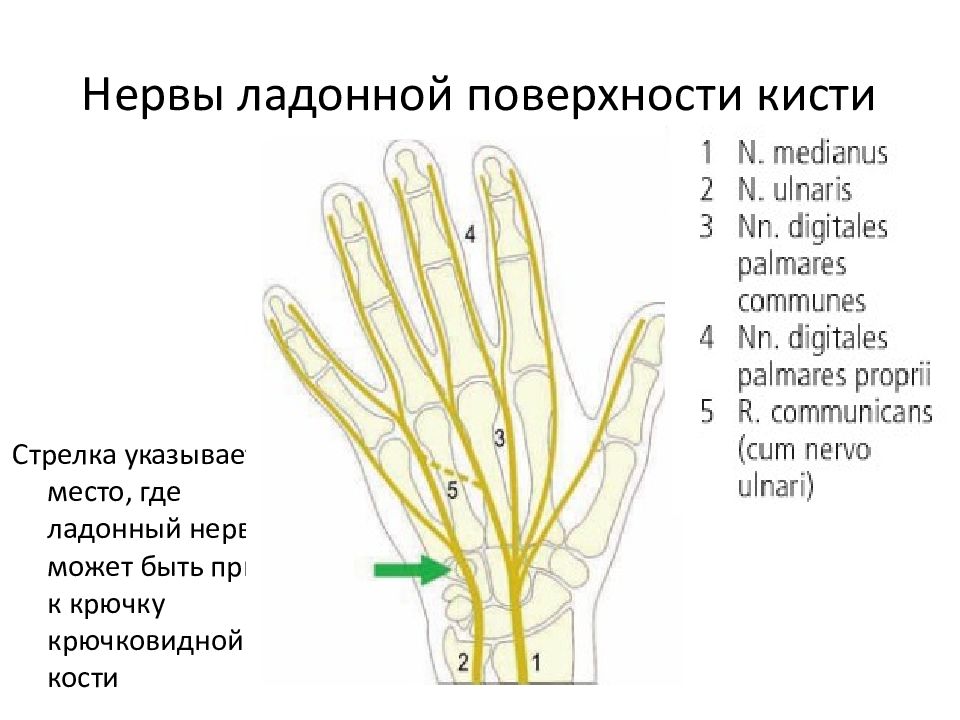 Нервы в правой руке