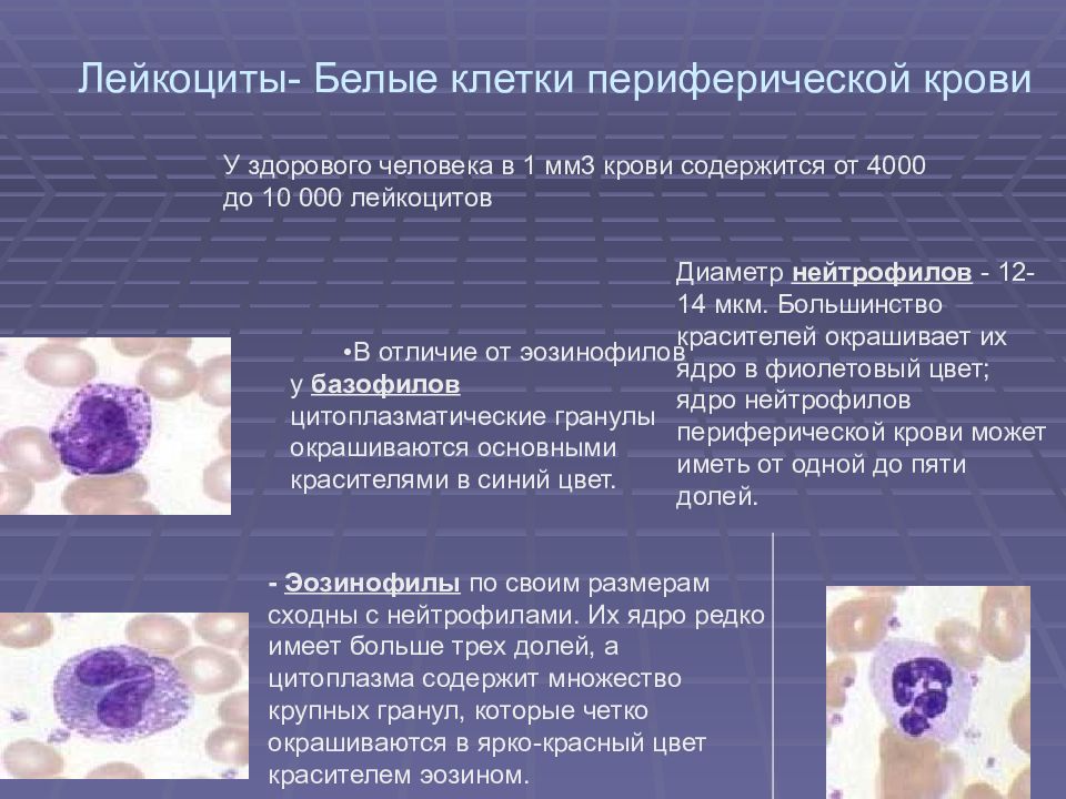 Нейтрофилы в костном мозге. Лейкоциты периферической крови. Окраска лейкоцитов. Нейтрофилы в периферической крови. Лейкоциты форма клетки.