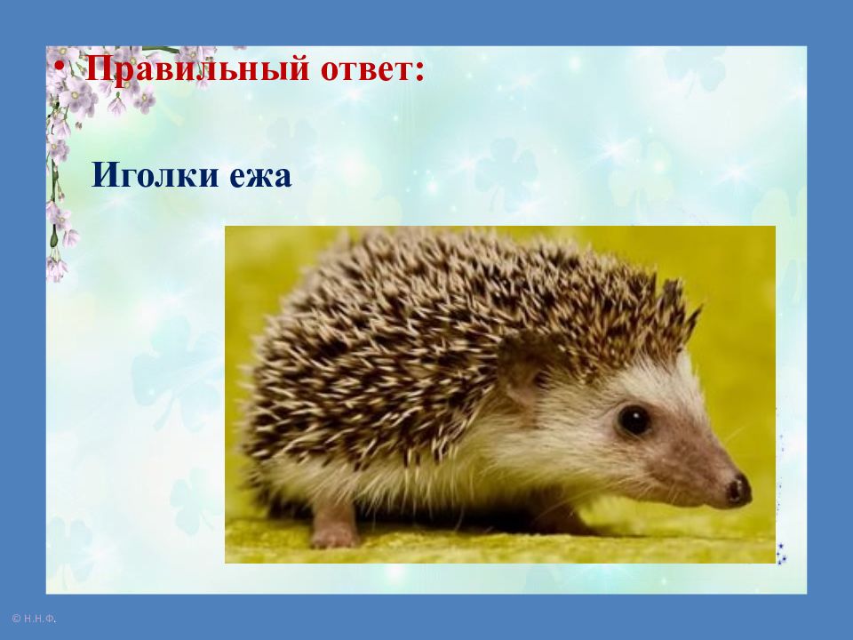 Что находится внутри иголок ежа Ежи происхождение
