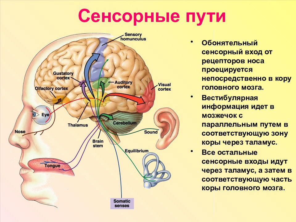 Сенсорная система человека схема