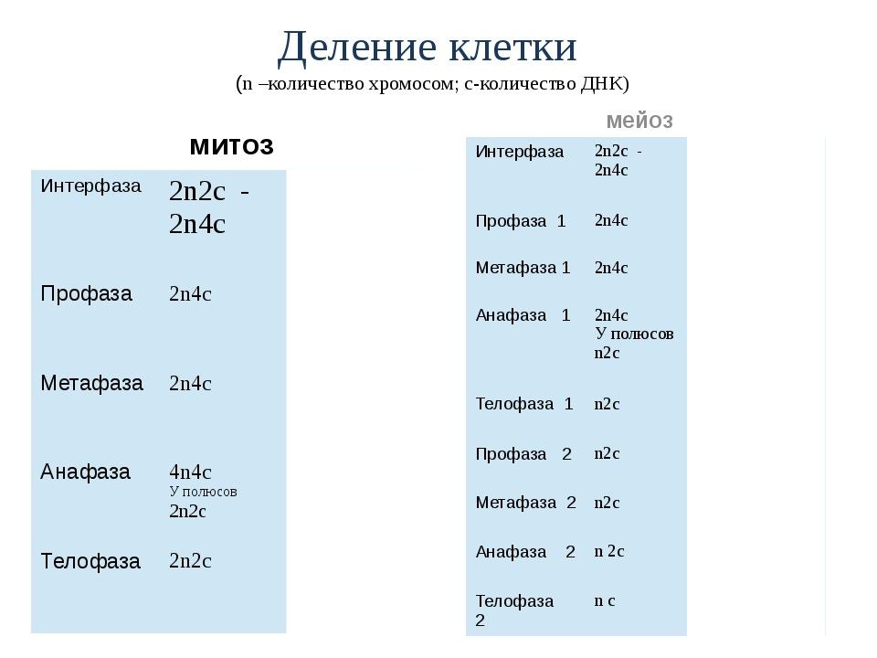 Анафаза количество хромосом. Таблица количество хромосом при митозе мейозе. Наборы хромосом в митозе и мейозе. Митоза количество хромосо.