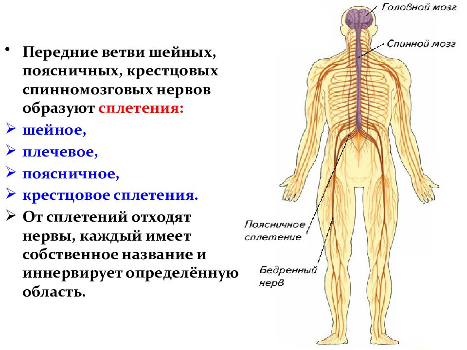 Шейное сплетение презентация