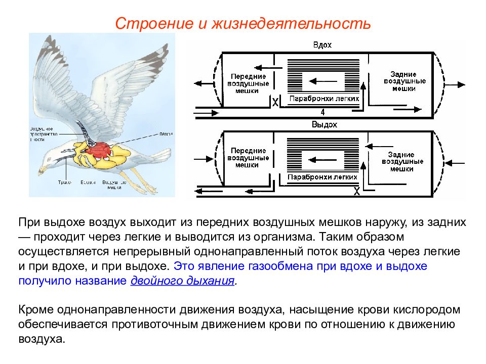 Двойное дыхание. Схема процесса двойного дыхания. Схема двойного дыхания у птиц. Особенности двойного дыхания у птиц. Двойное дыхание птиц строение.