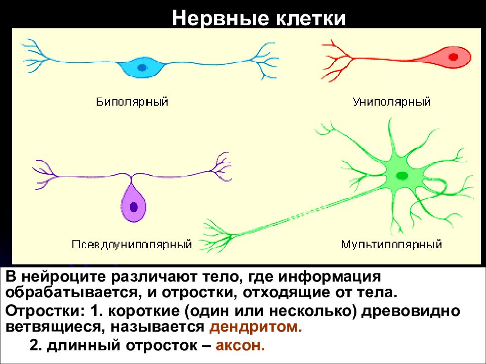 Нервные клетки имеют отростки. Нервная клетка. Отросток нервной клетки. Отростки нейрона. Клеточные отростки нервные клетки.