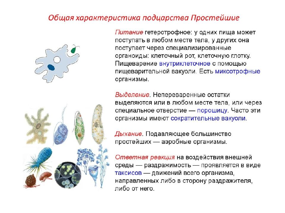 Презентация одноклеточные 5 класс