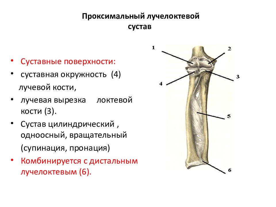 Кости предплечья соединение