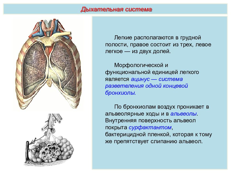 Полость право. Левое легкое состоит из долей. Морфологической и функциональной единицей легкого является. Строение грудной полости задание. Презентация по биологии дыхательная система человека Пименов.