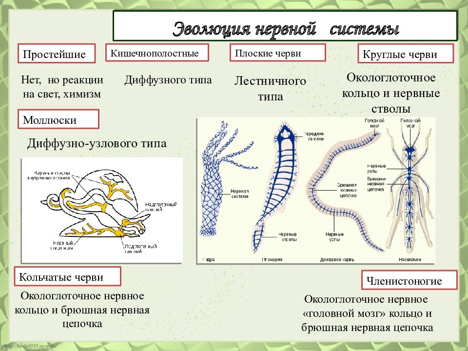 Какие черви кишечнополостные. Эволюция нервной системы системы животных. Кратко таблица нервная система животных. Эволюция нервной системы беспозвоночных. Эволюция нервной системы червей.