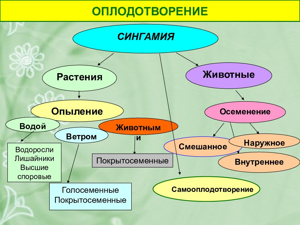 Самооплодотворение у растений. Самооплодотворение у животных. Сингамия это в биологии. Самооплодотворение рисунок.