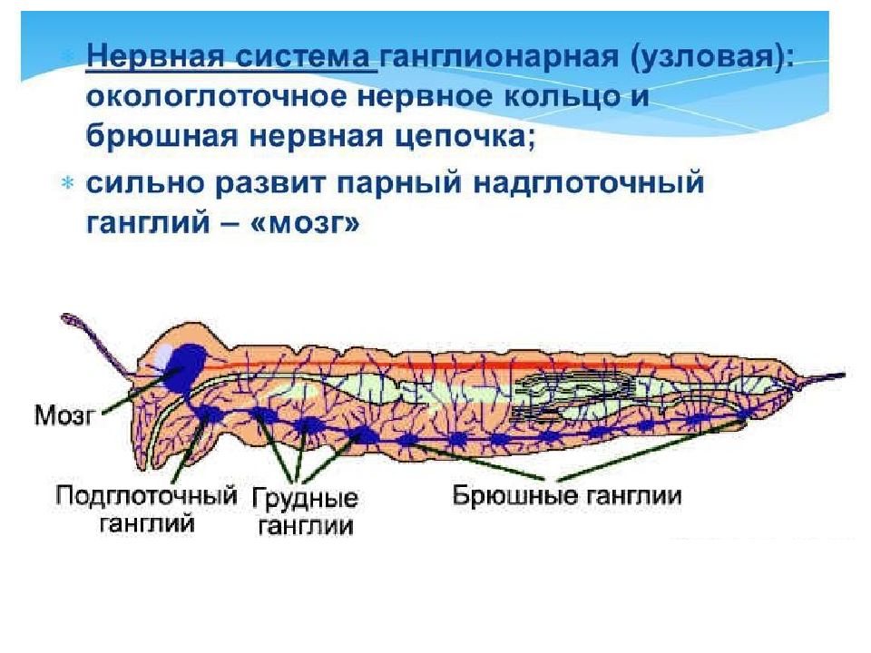 Полость тела членистоногих