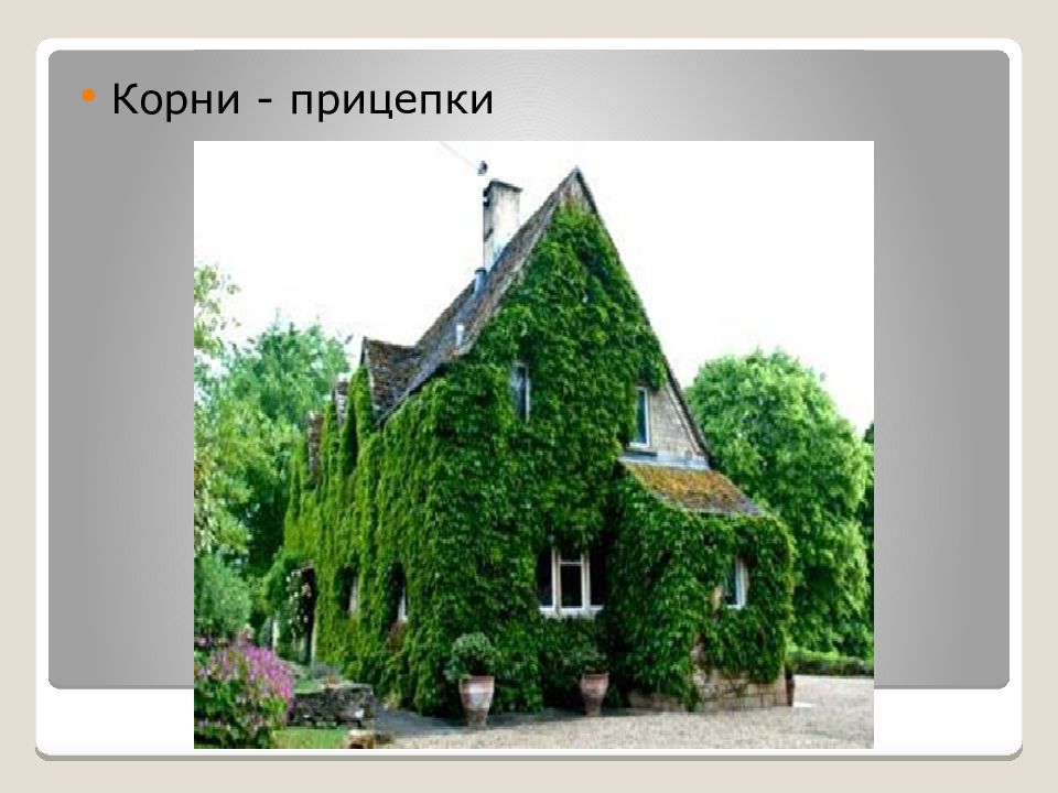 Корни прицепки функции. Корни прицепки строение.