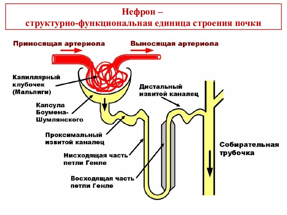 Какая структурная единица почки изображена на рисунке что обозначено цифрой 3