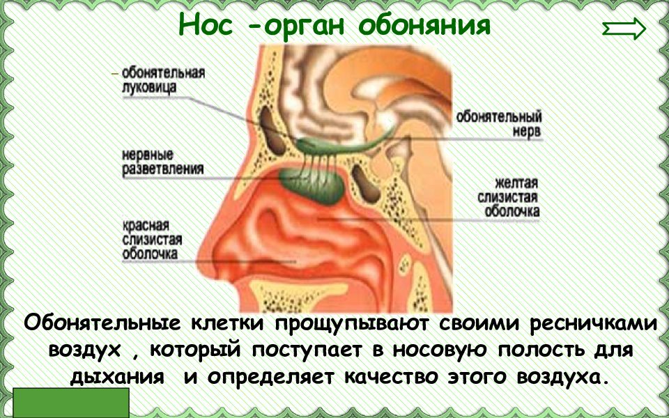 Презентация орган обоняния 9 класс 8 вида