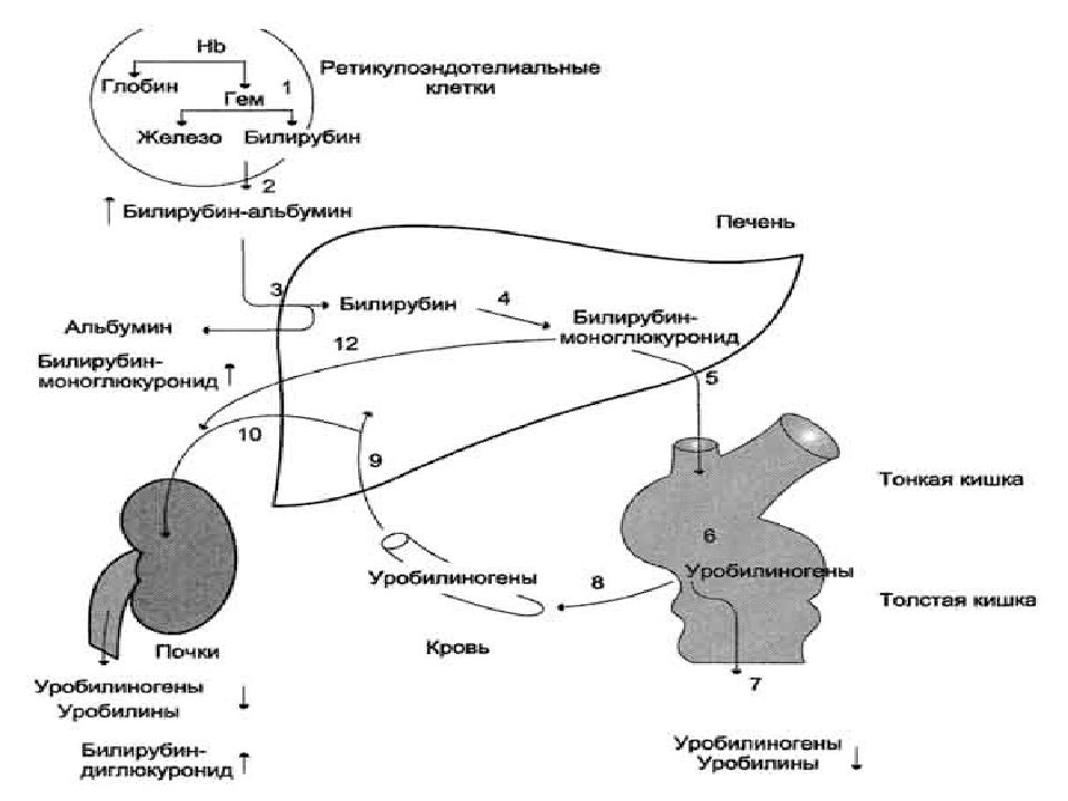 Путь билирубина в организме схема