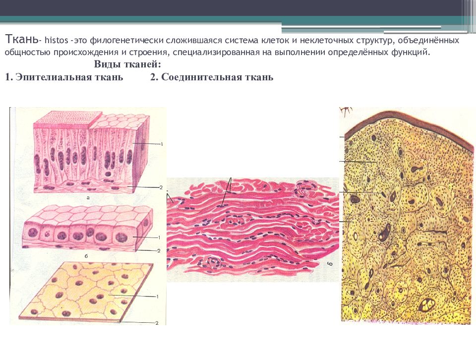 Неклеточные структуры гистология