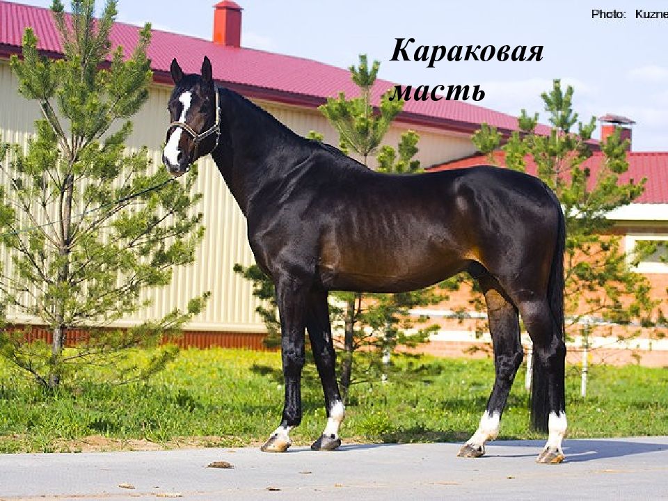 Караковая масть