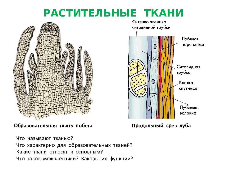 Ткани побегов