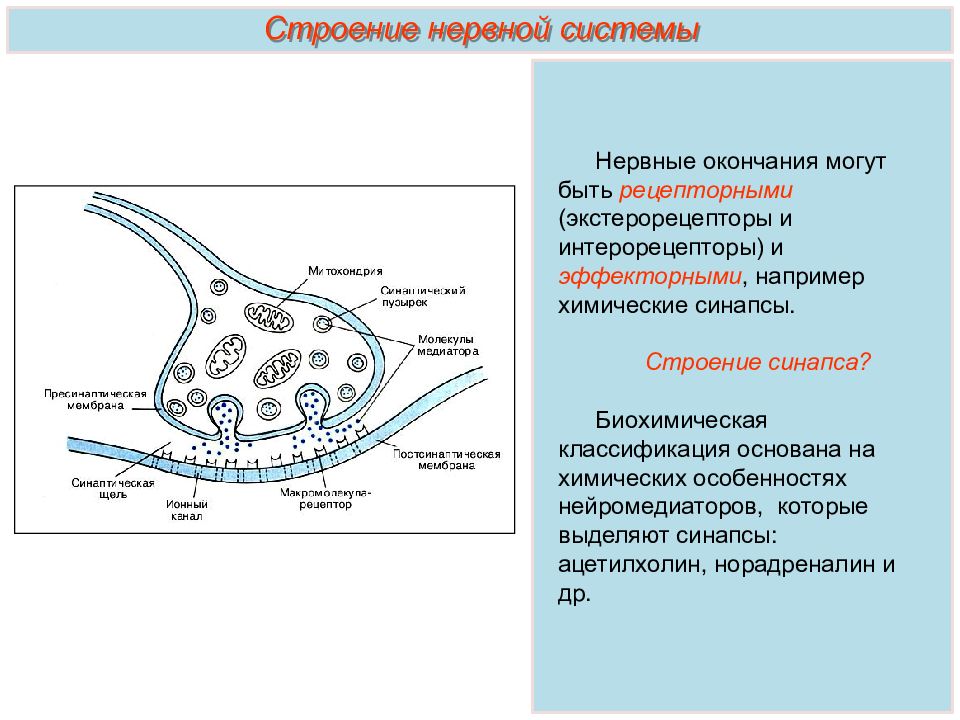 Установите соответствие виды синапсов. Строение нервно-мышечного синапса. Схема нервно мышечного синапса гистология. Строение синапса гистология. Строение нервного синапса.