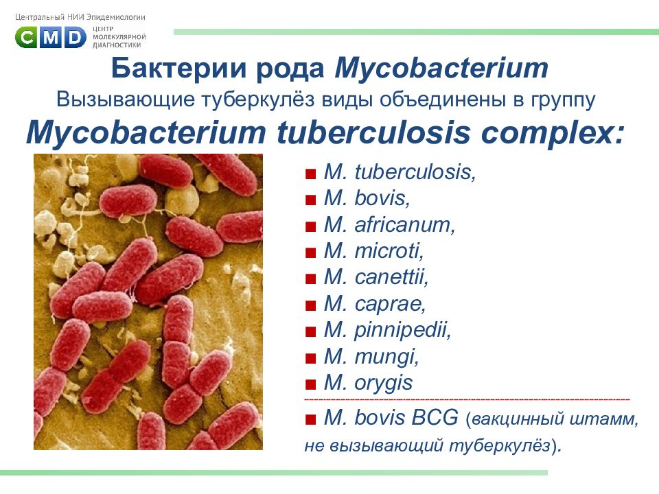 Заболевание туберкулез вызывают бактерии. Бактерия Mycobacterium tuberculosis. Какой микроорганизм вызывает туберкулез. Туберкулез вызывается бактериями. Туберкулез бактериальное заболевание.