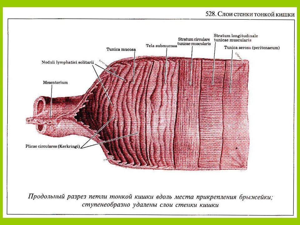 Средний слой стенки. Мышечная оболочка тонкой кишки. Мышечная оболочка тонкого кишечника. Слои мышечной оболочки тонкой кишки. Слои стенки тонкой кишки.