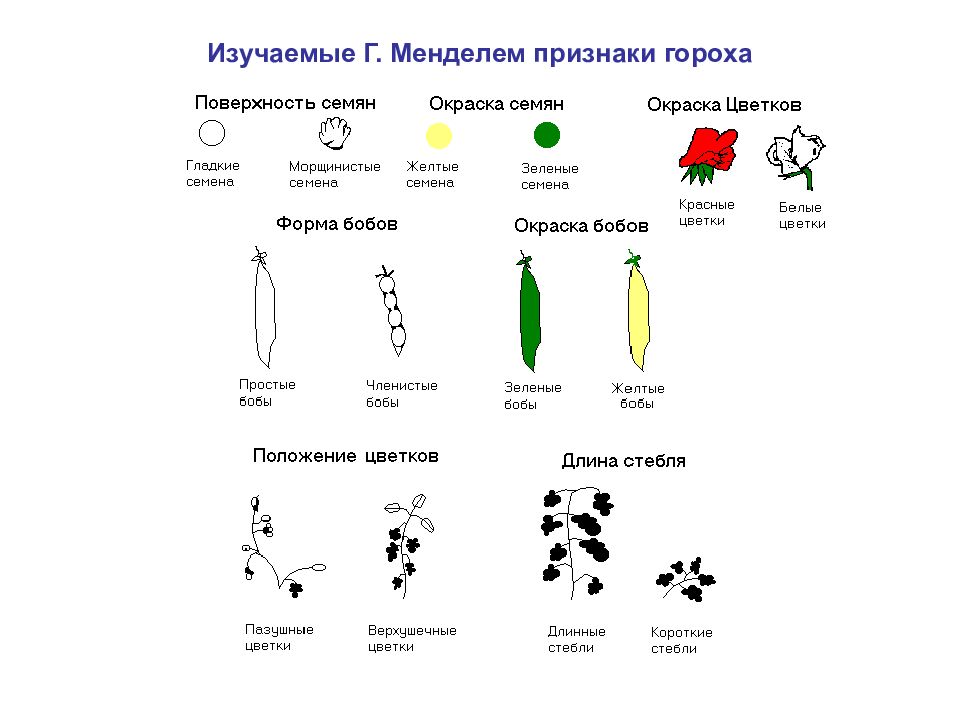 Наследственные признаки подсолнечника. Горох посевной семена наследственные признаки. Признаки гороха Менделя. Наследственные признаки гороха посевного. Наследственные признаки семян гороха посевного.