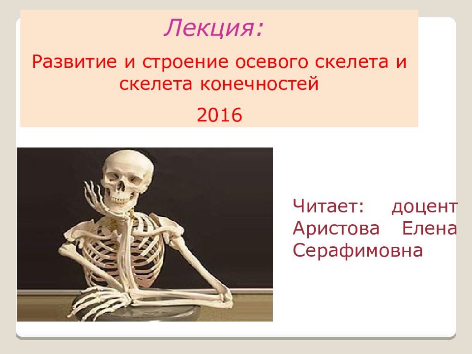 К внутреннему скелету относятся. Строение осевого скелета. Осевой скелет анатомия. Осевой скелет и скелет конечностей.