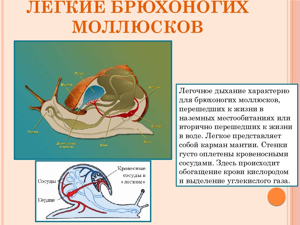 Сосуды мантии моллюска. Кровеносная система брюхоногих. Системы моллюсков. Кровеносная система брюхоногих моллюсков. Органы кровеносной системы моллюсков.