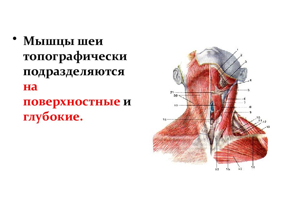 Мышцы головы и шеи. Экстензоры шеи анатомия. Топографически мышцы шеи разделяются. Мышцы головы шеи и туловища. Мышцы шеи поверхностные и глубокие.