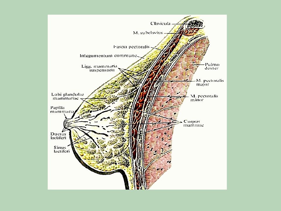 Схема женской груди