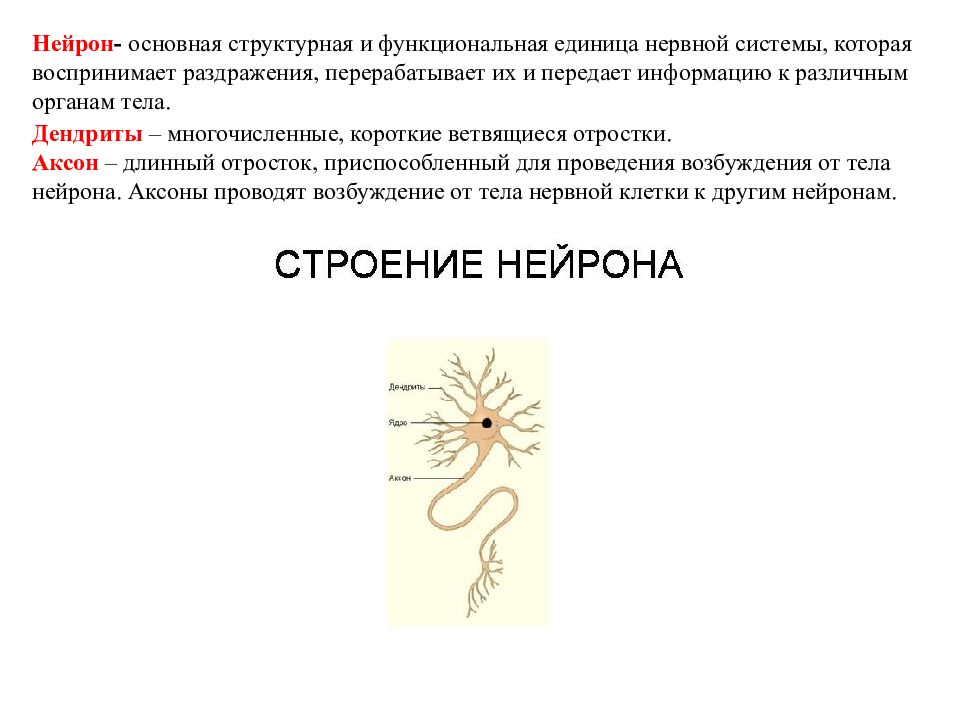 Схематическое изображение структурно функциональной единицы нервной системы нейрона