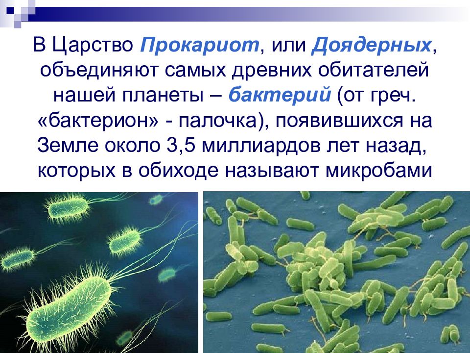 Формы жизни прокариоты. Бактерии доядерные организмы. Презентация бактерии и доядерные организмы. Бактерии доядерные организмы 7 класс. Доядерные прокариоты.