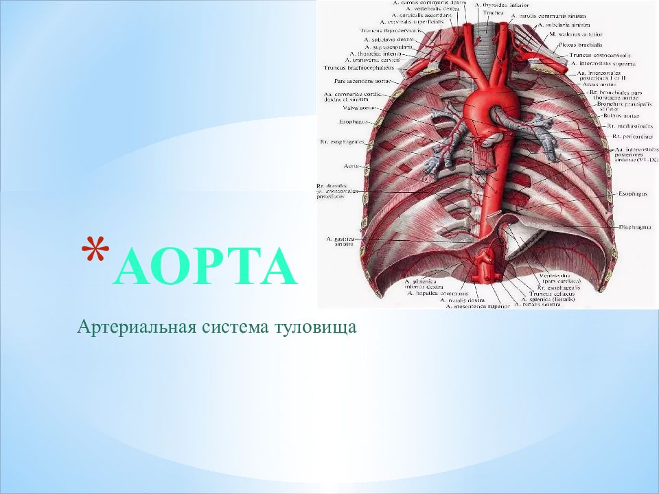 Аорта