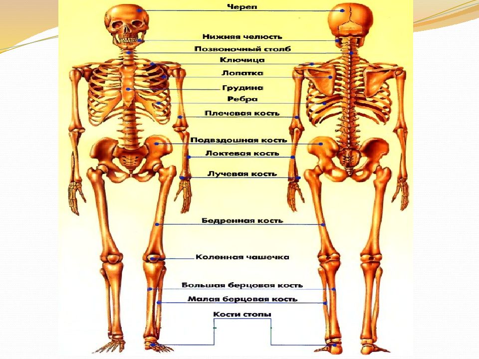 Орган соединяющий