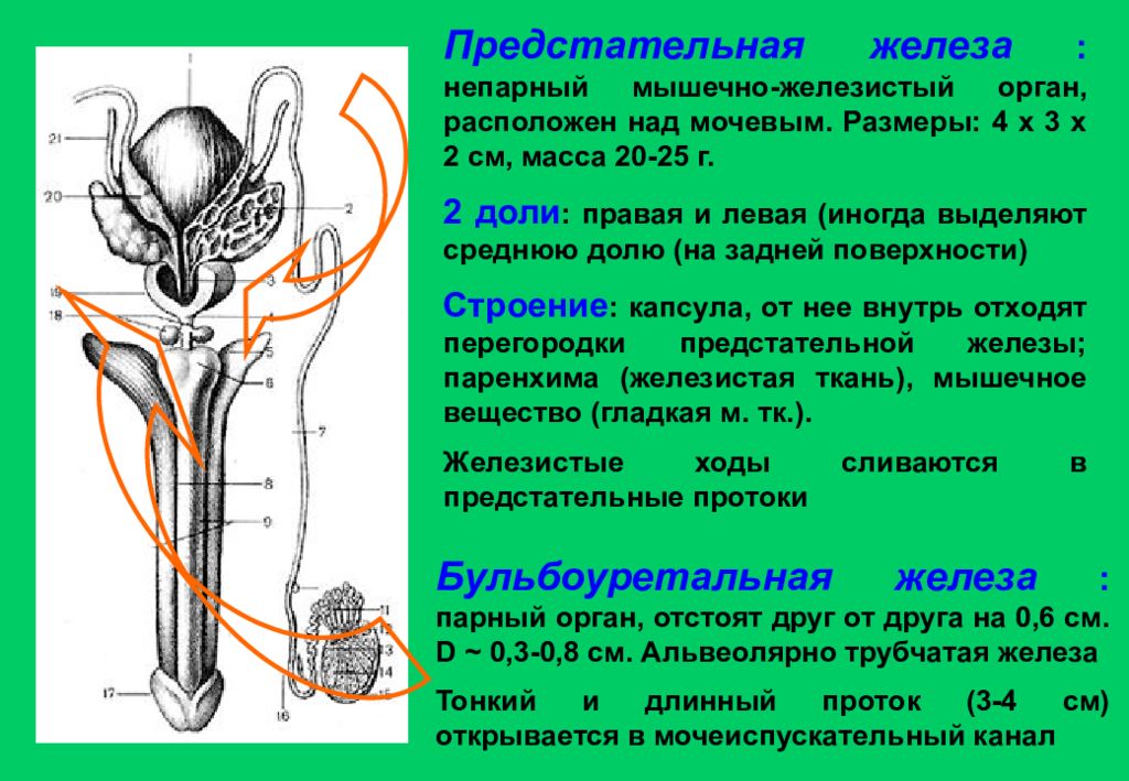 Рисунок простаты у мужчин