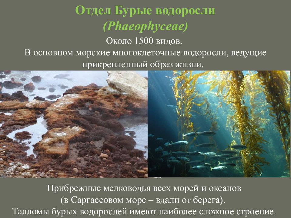 Дайте характеристику водорослям