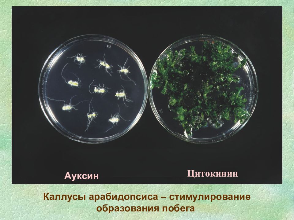 ауксины и цитокинины. растительные гормоны цитокинины. цитокинины зеатин. фитогормон цитокинин. цитокинины фото.