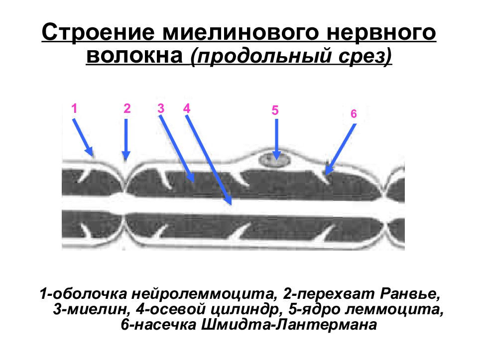 Снаружи покрыт миелиновой оболочкой