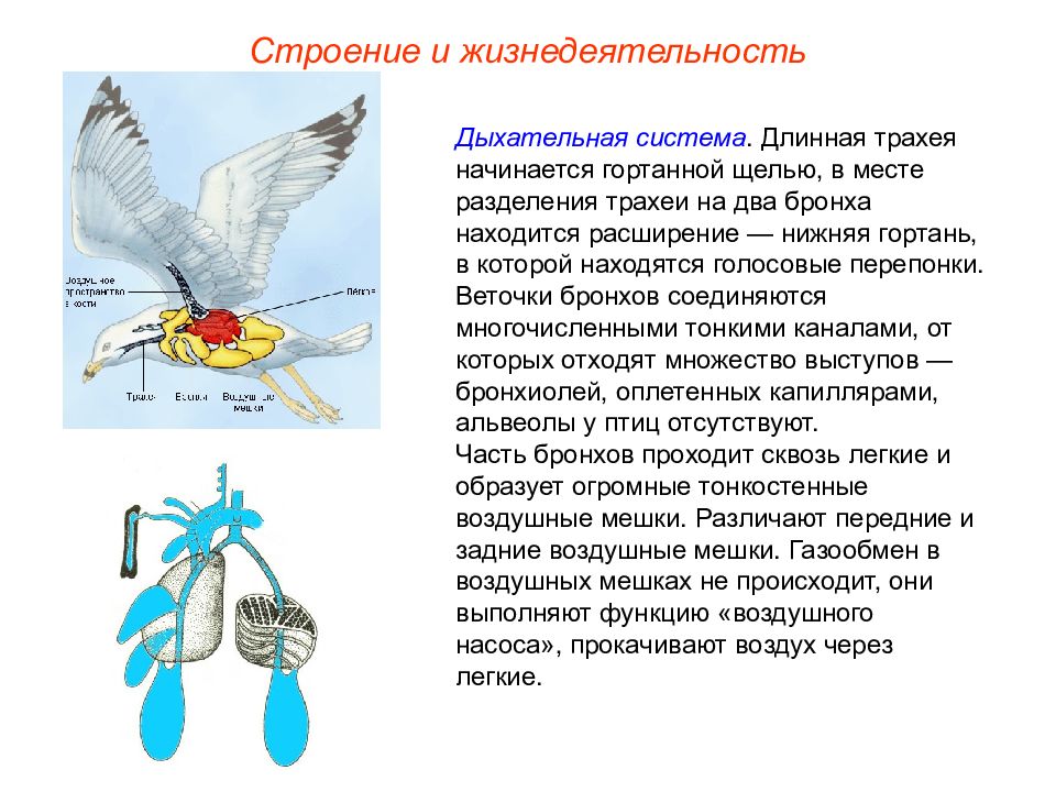 Воздушные мешки у птиц функция. Класс птицы общая характеристика. Класс птицы органы дыхания. Класс птицы Aves. Дыхательная система птиц бронхи.