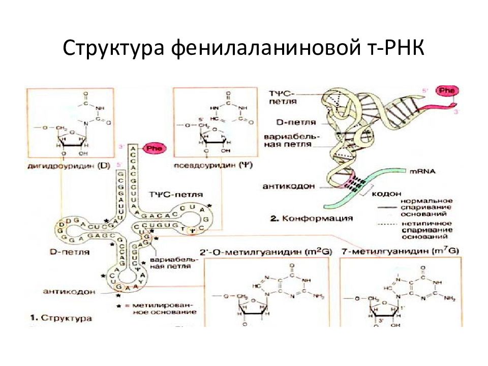 Белки и рнк входят. Третичная структура фенилаланиновой т-РНК. Третичная структура РНК. ТРНК. Фенилаланиновая транспортная РНК.