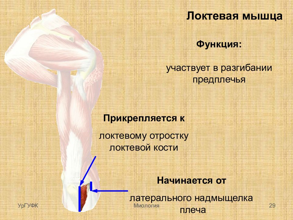 Мышцы локтя. Локтевая мышца. Локтевая мышца прикрепление. Прикрепление мышц локоть. Локтевая мышца плеча анатомия.