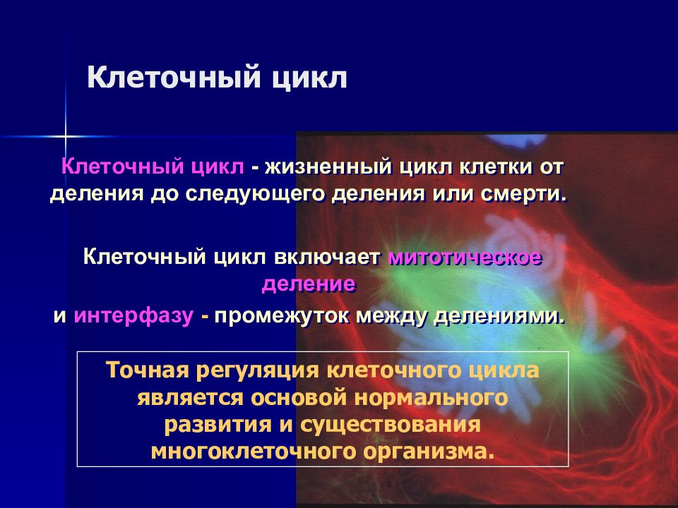 Клеточный цикл и его регуляция. Регуляция жизненного цикла. Регуляция жизненного цикла клетки. Регуляция жизненного цикла клеток многоклеточного организма кратко.