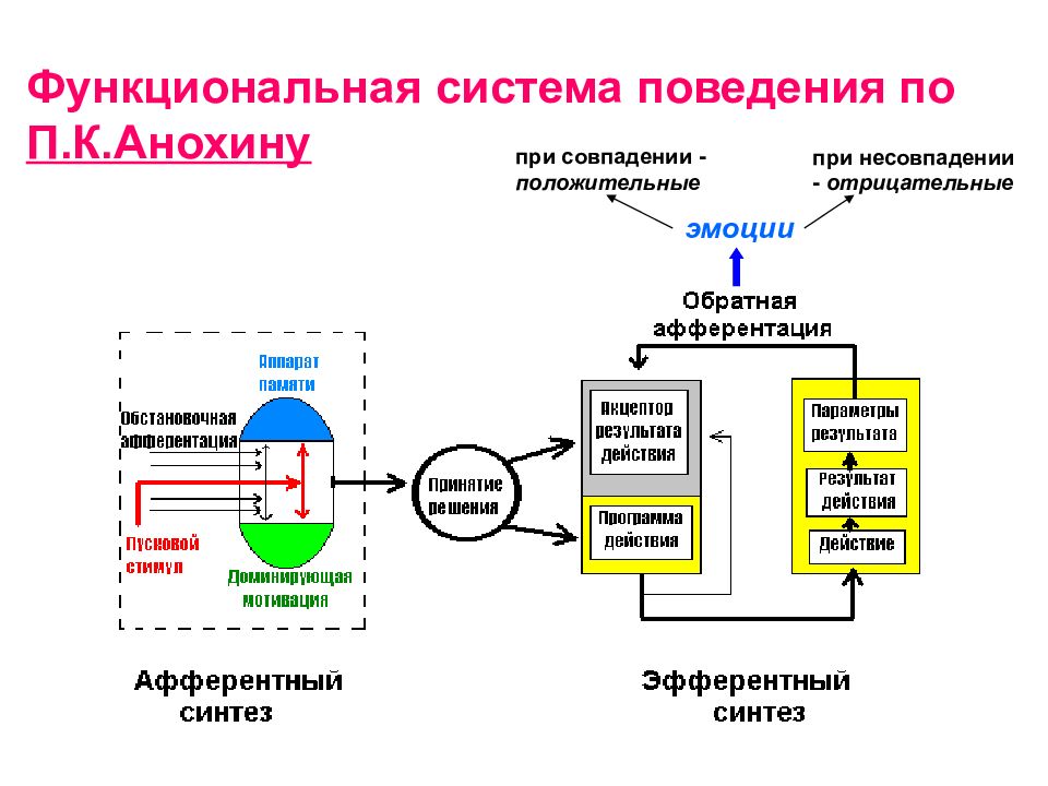 Виды функциональных систем