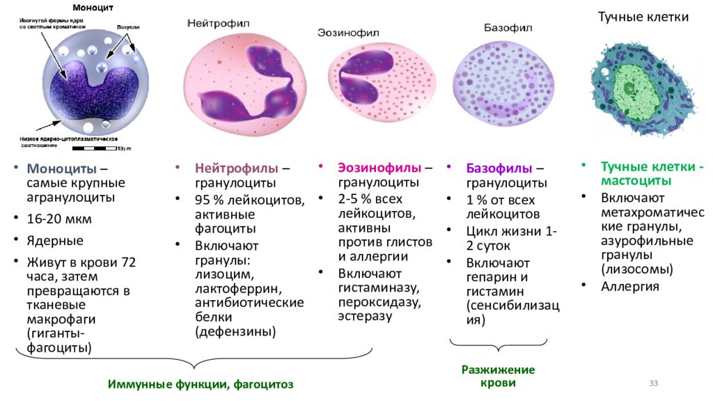 Презентация гистология ткани