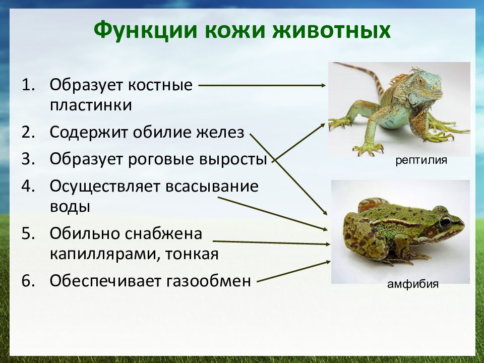 Тест по биологии земноводные и пресмыкающиеся. Образует роговые выросты пресмыкающиеся или. Костные пластинки у пресмыкающихся. Образуют костные пластинки пресмыкающиеся или земноводные. Осуществляет всасывание воды пресмыкающиеся или земноводные.