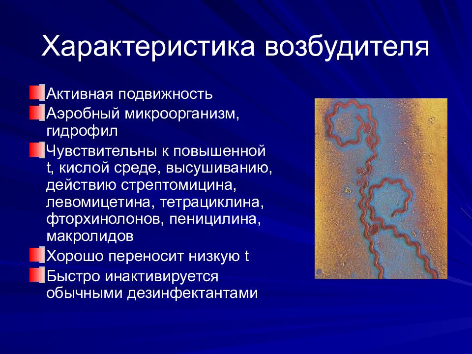 Лептоспироз презентация инфекционные болезни